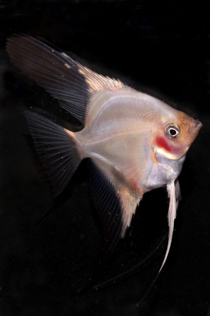 Скалярия аквариумная