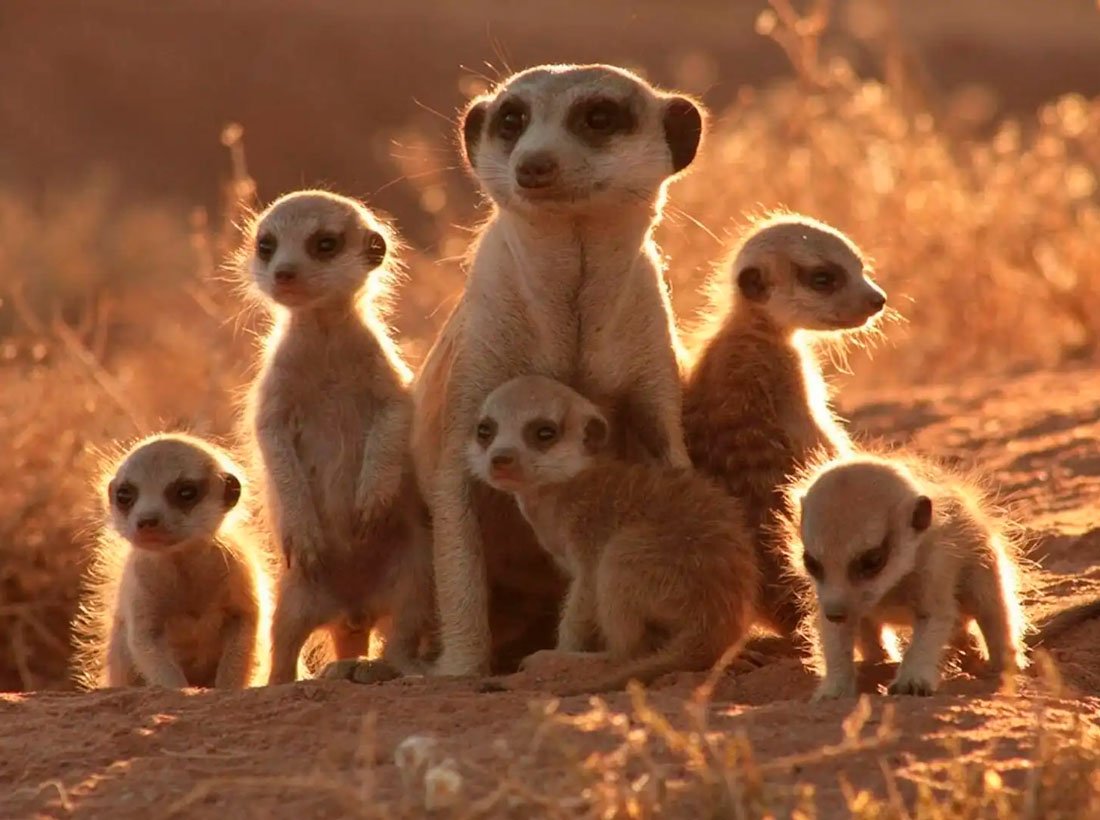 Сурикаты 2008