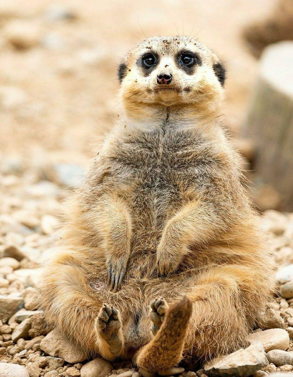 Толстый сурикат