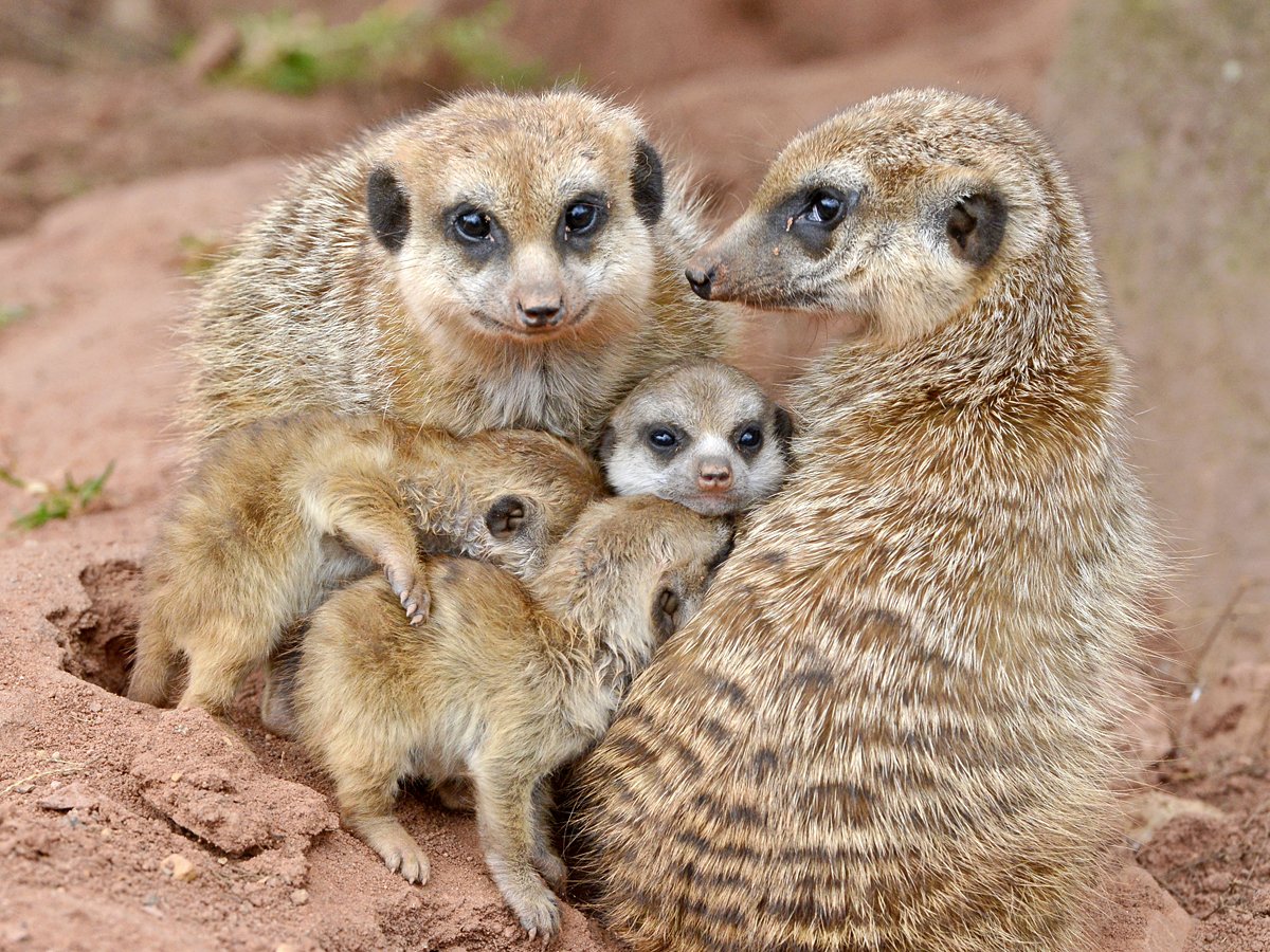 Сумчатый сурикат