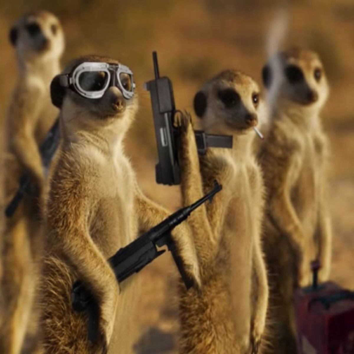 Боевой сурикат