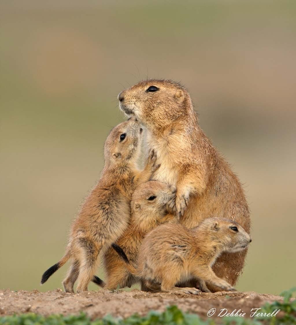 Чернохвостая Луговая собачка