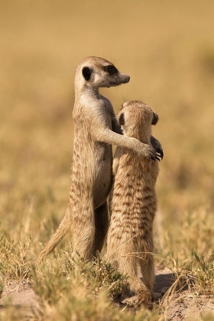 Сурикаты National Geographic