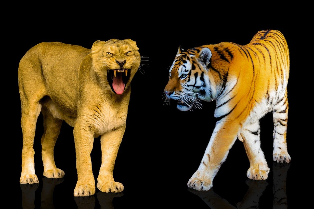 Что за лев этот тигр mp3. Лев и тигр. Лев против тигра. Лев и тигр хищники.