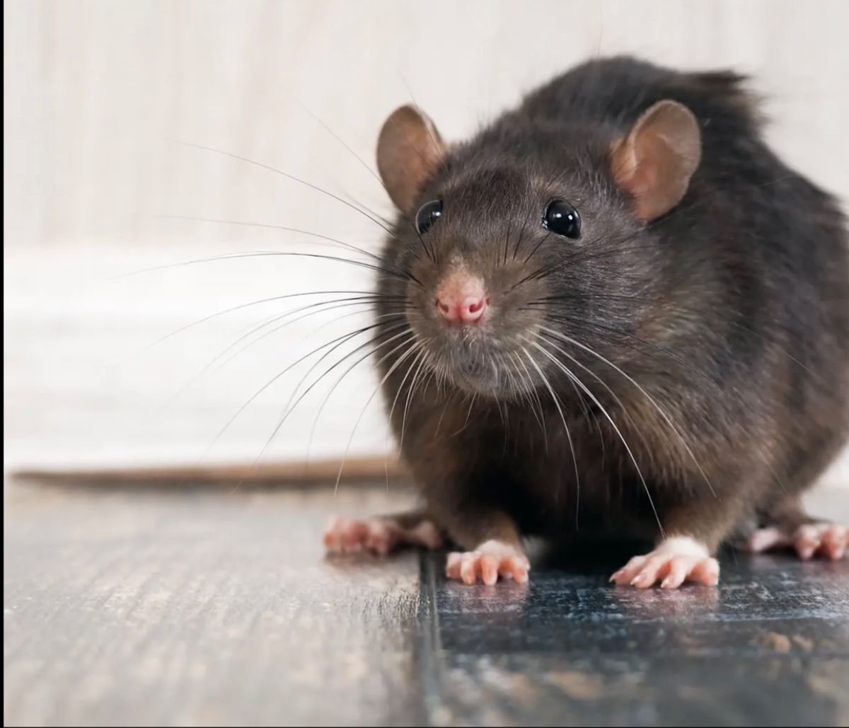 Щур крыса