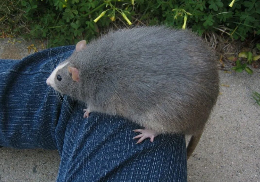 Серая крыса Космополит