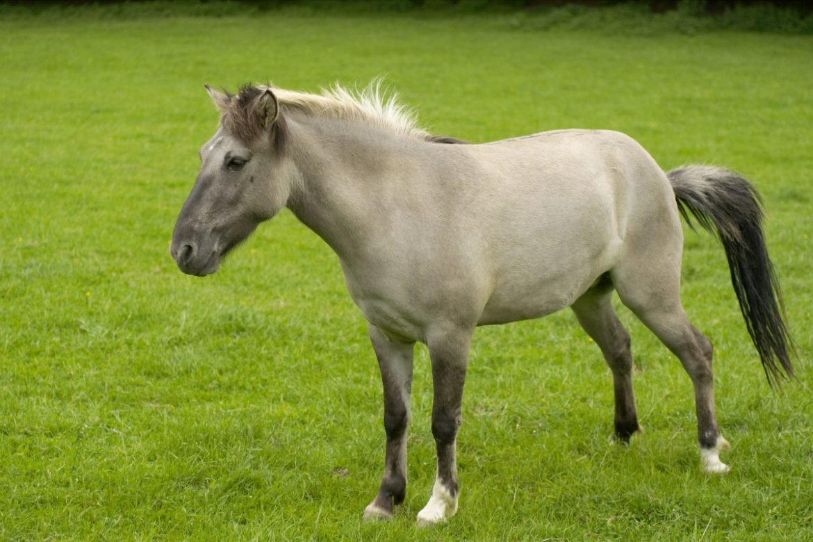 Порода лошадей Тарпан