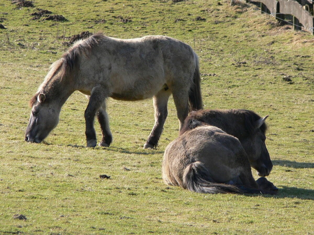 Коник порода лошадей