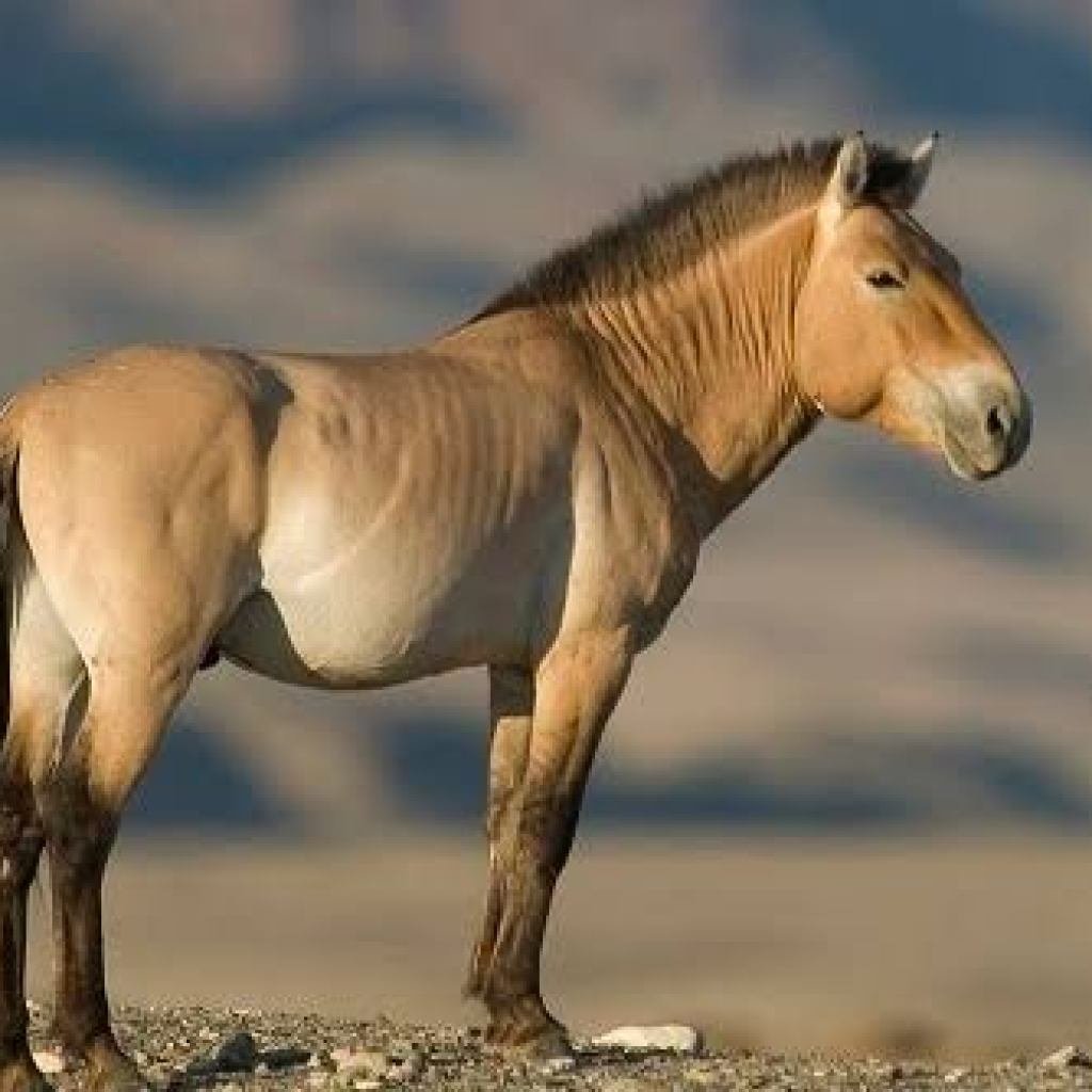 Тарпан лошадь - 68 фото