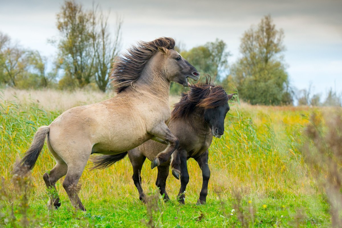 Лошади Пржевальского Оренбургский заповедник