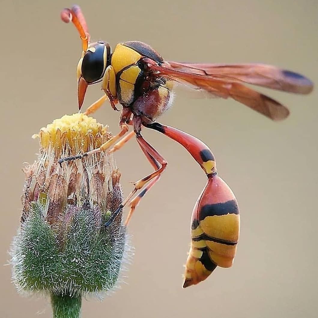 Насекомые несколько