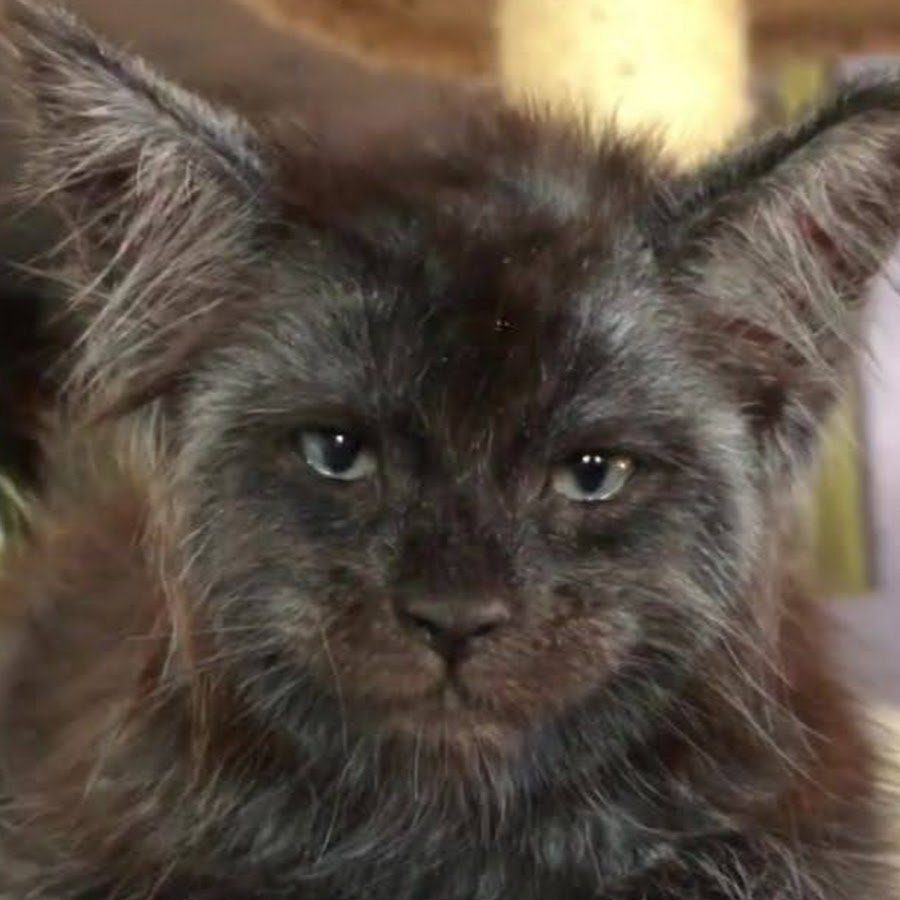 Кот Мейн кун с человеческим лицом