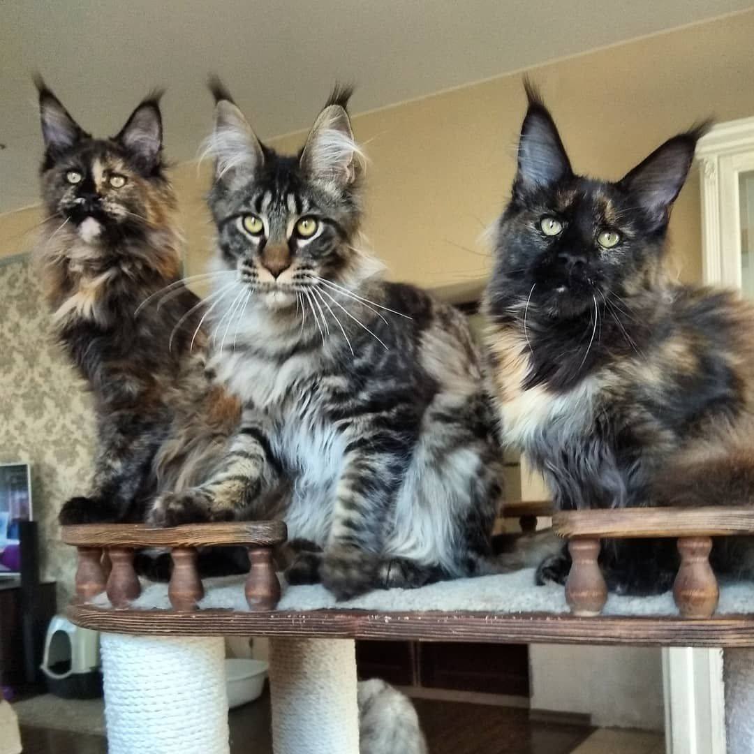 Мейн кун Паши воли