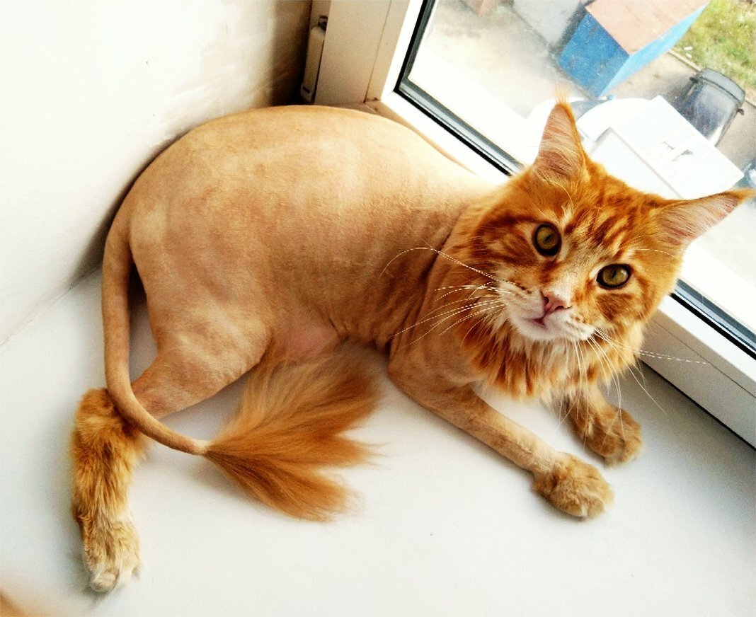 Большая кошка Мейн кун