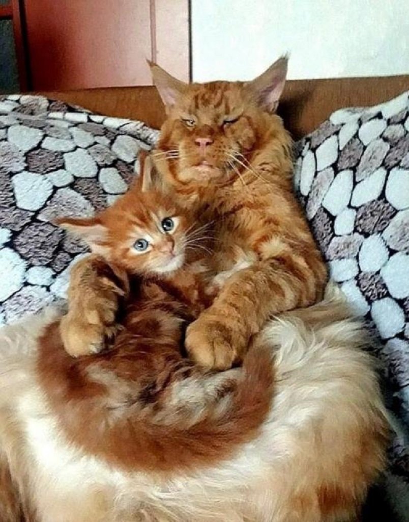 Семейка Мейн кунов