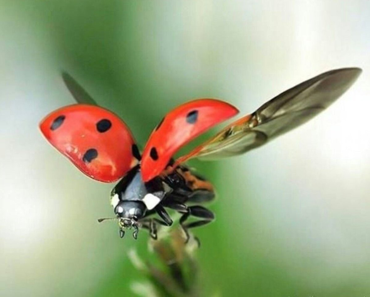 Муравей фото