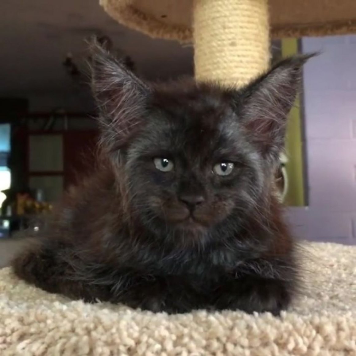 Кошка Мейн кун Валькирия