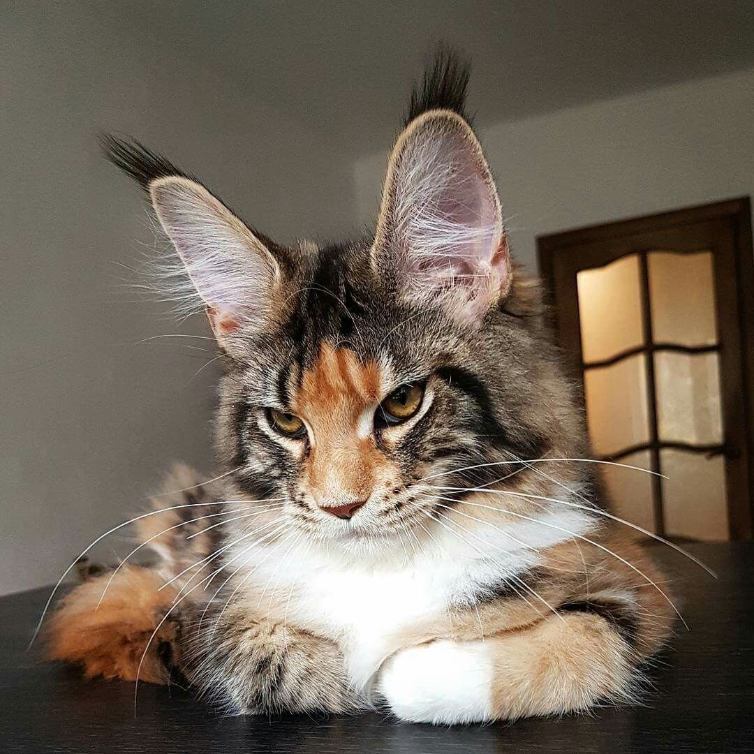 Гигантский кот Мейн кун