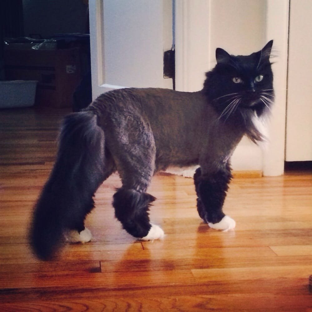 Мейн кун стрижка Лев