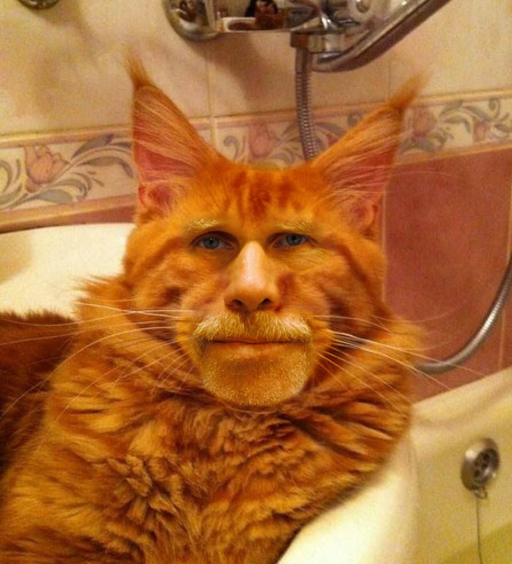 Сибирский Мейн кун