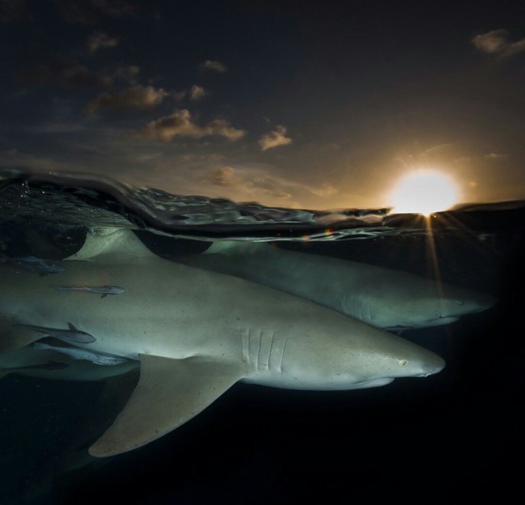 Рифовая акула