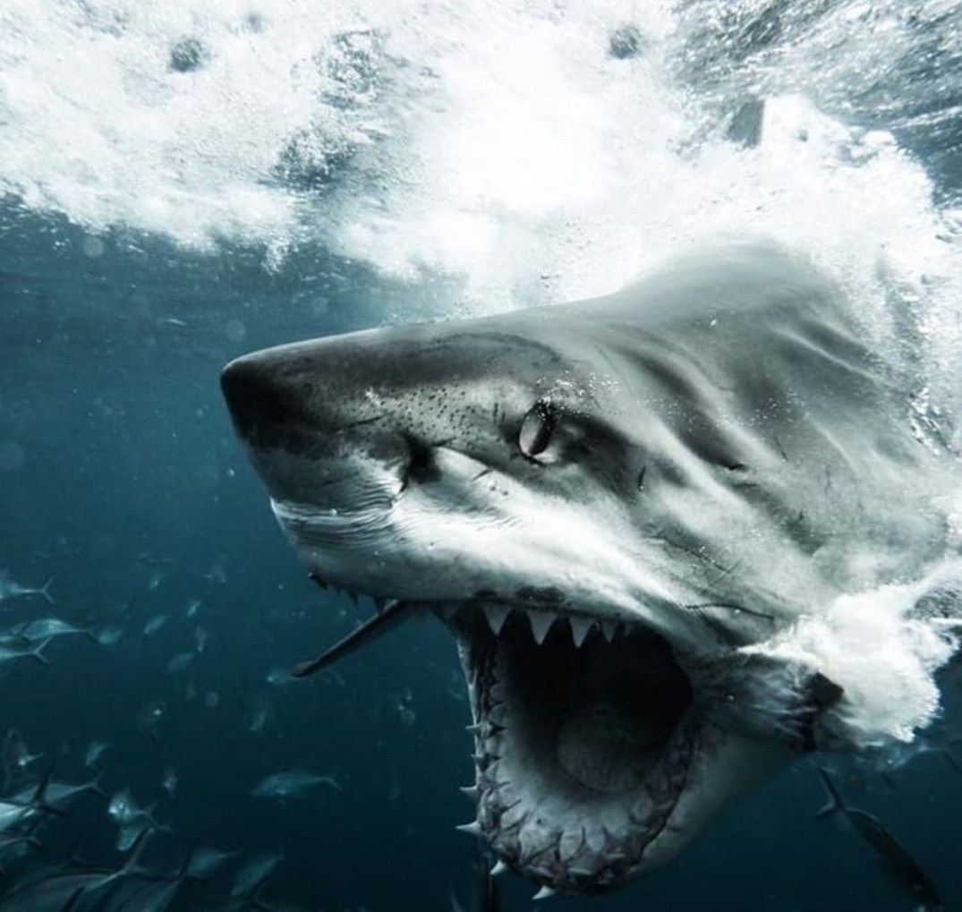 Акула Шарк