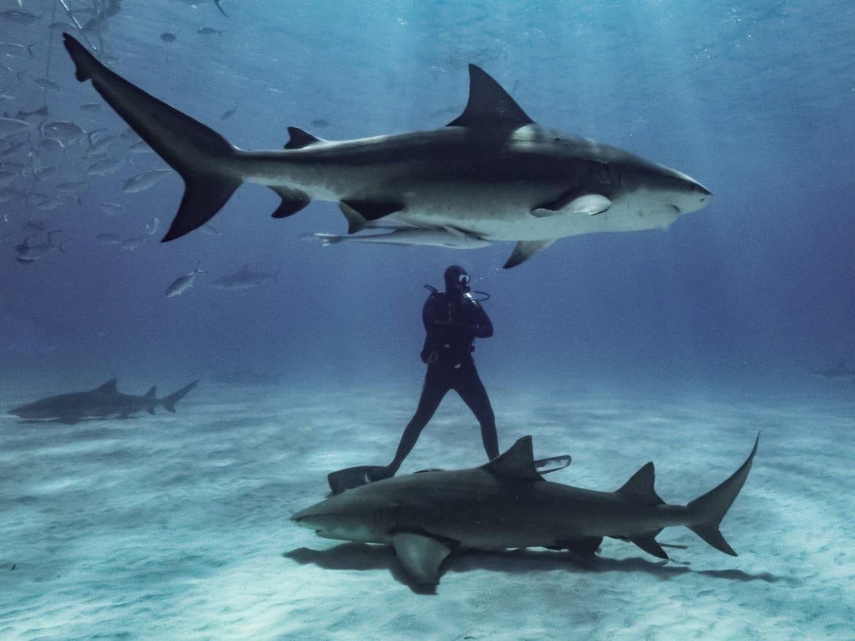 Поплавать с акулами