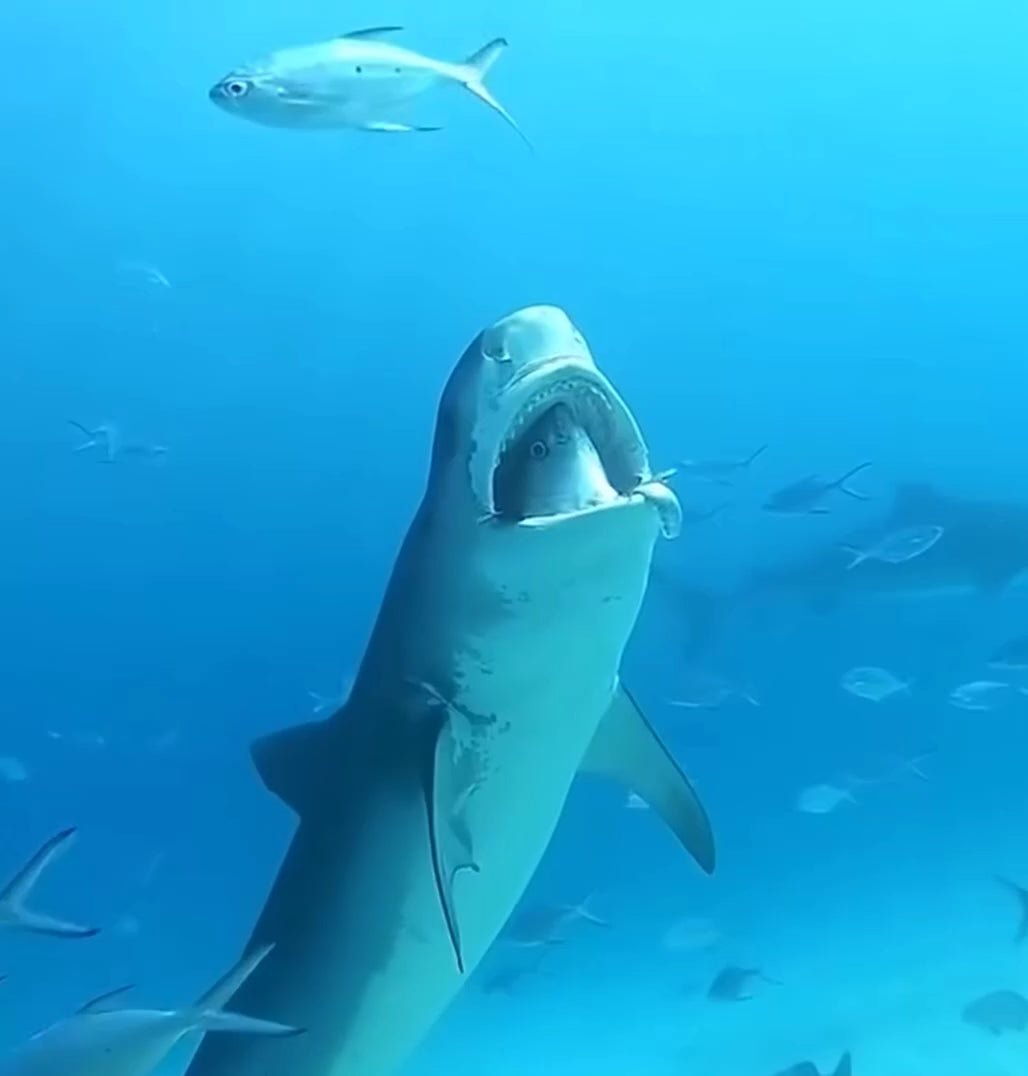 Бычья акула