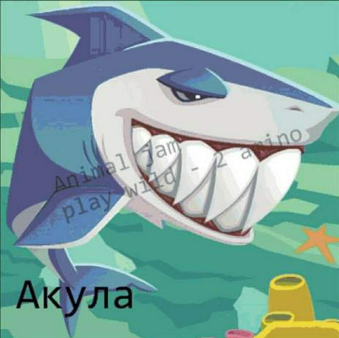 Милый котик в костюме акулы