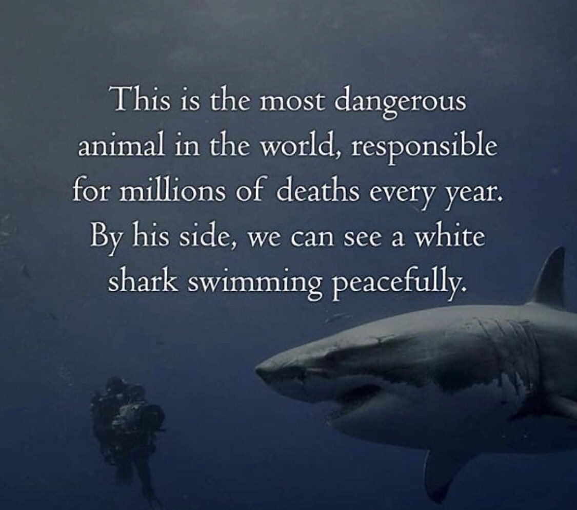Акула Мем