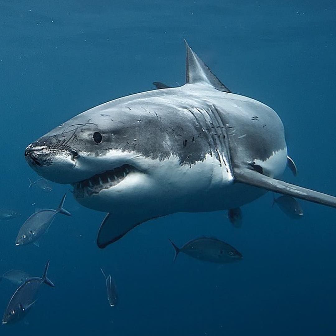 Кавайные акулы