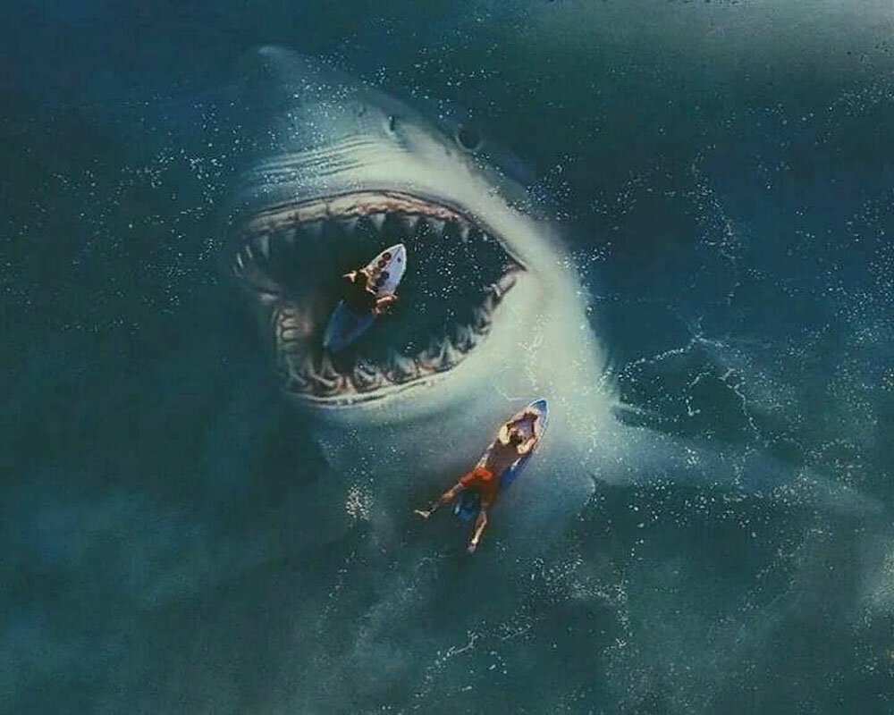 Акулы едят морских котиков