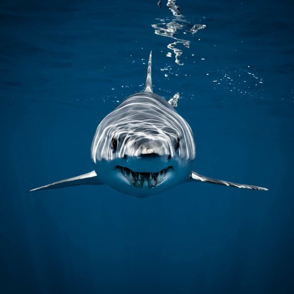 Акула входит в транс