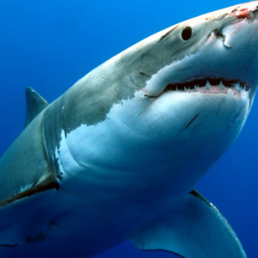 Акула МЕГАЛОДОН