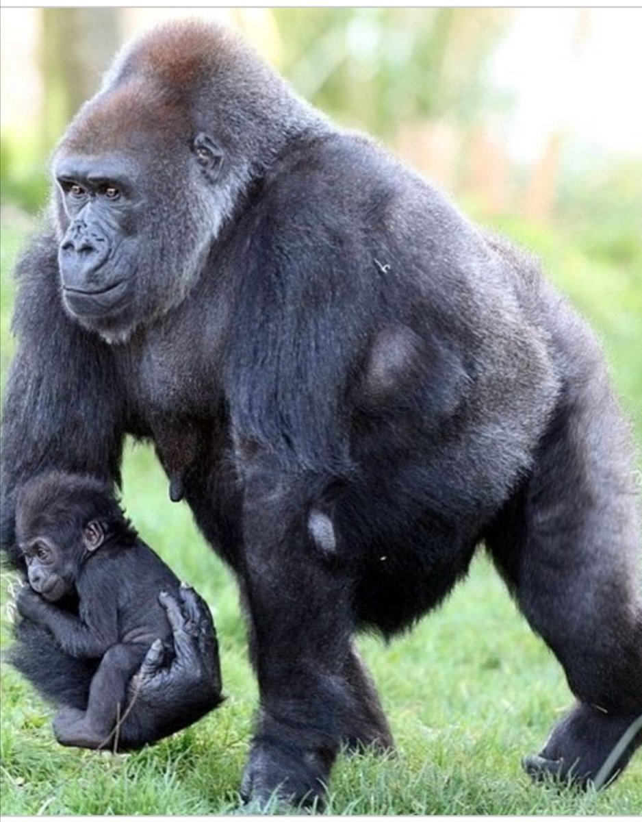 Папа горилла