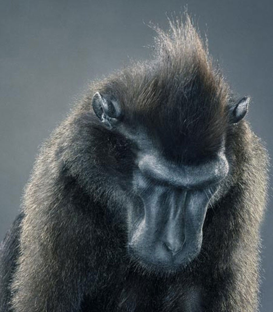 Обиженная мартышка