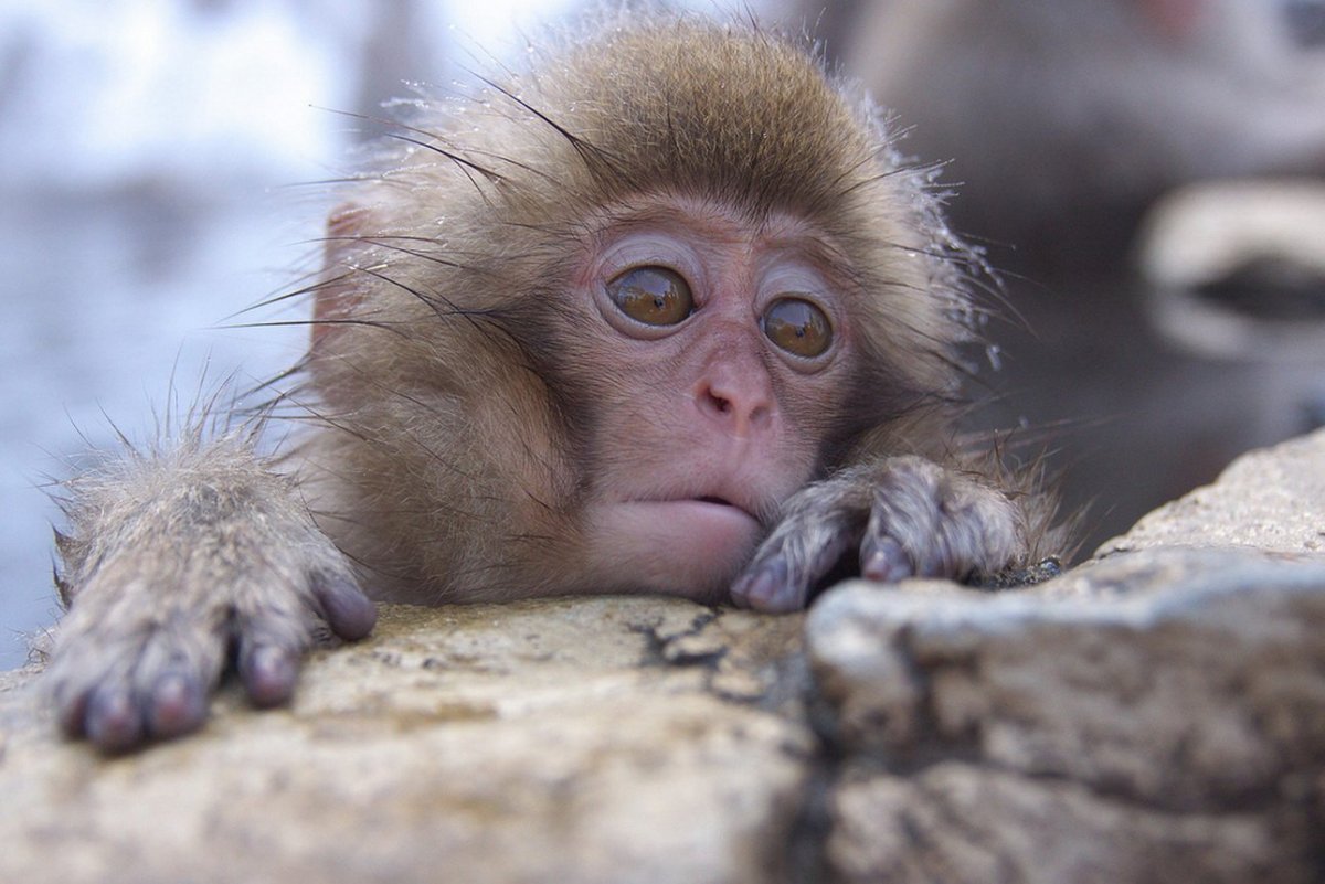 Обезьянка обиделась