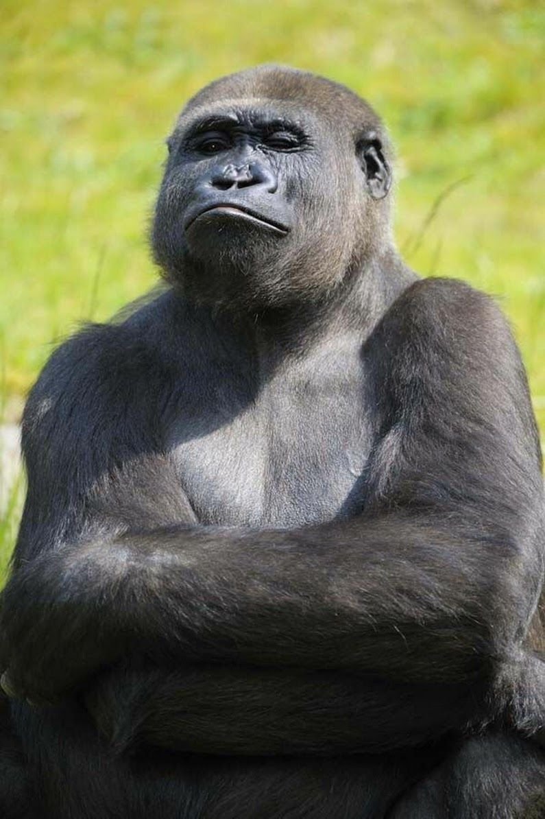 Задумчивая горилла