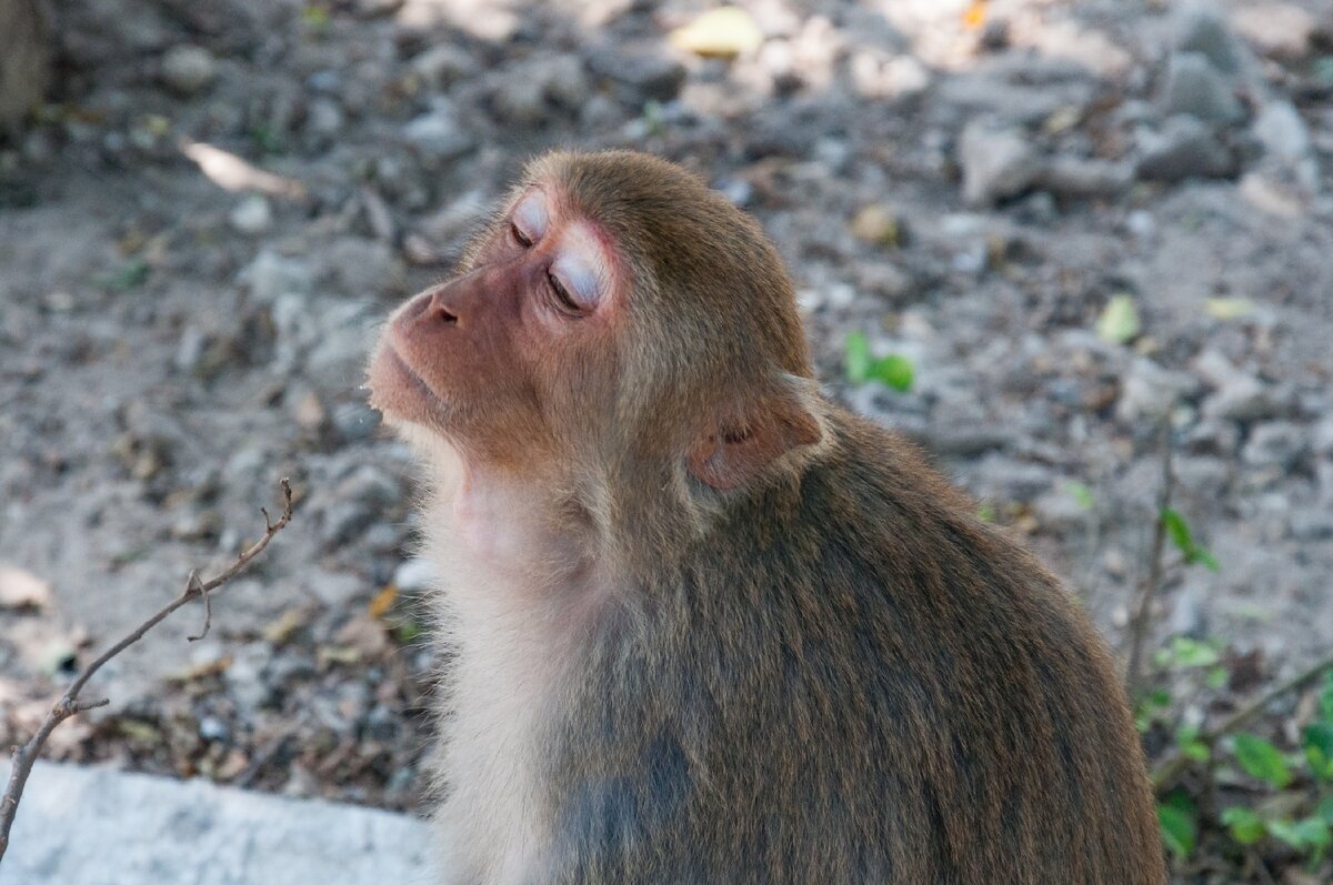 Мартышка обиделась