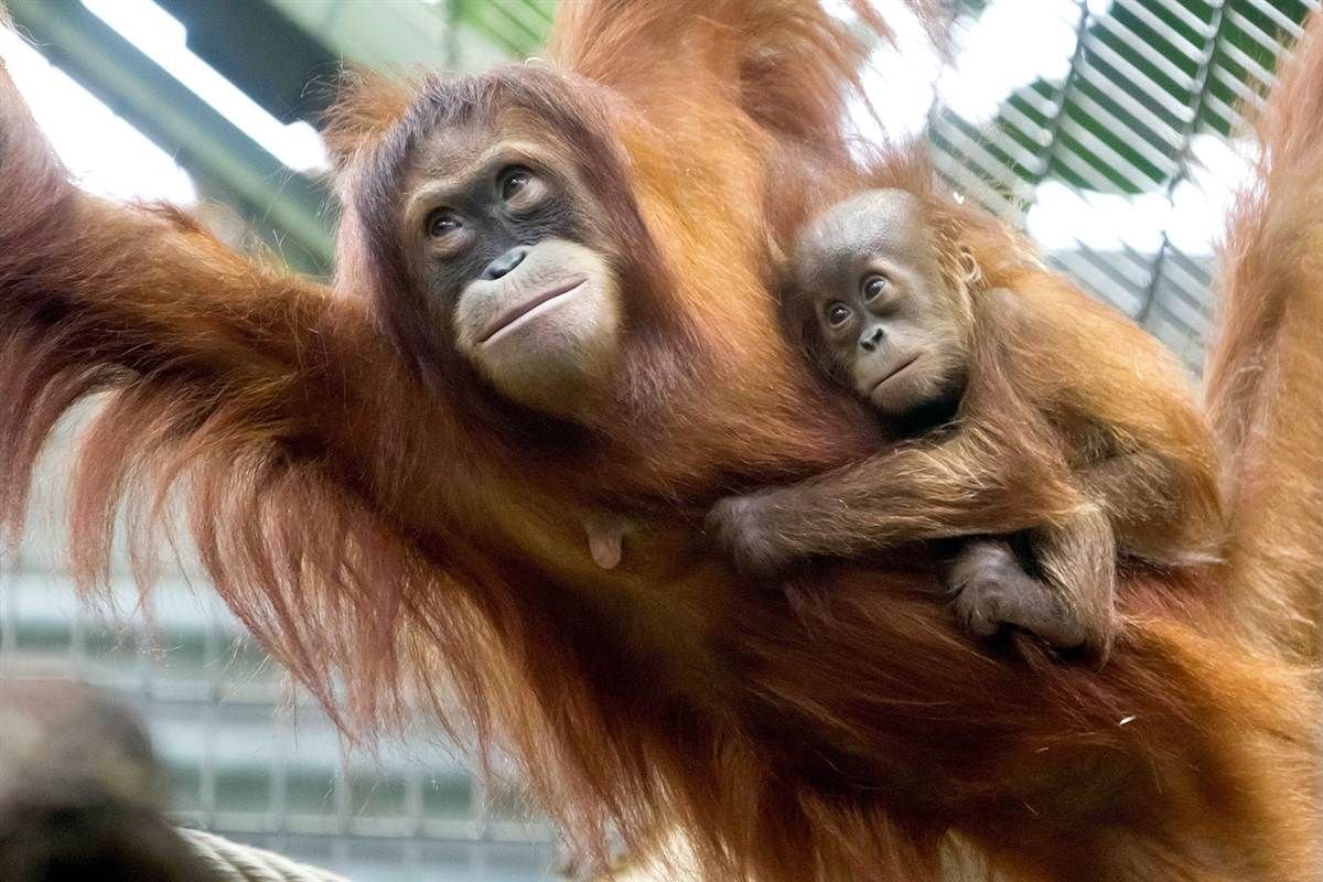 Обезьяна с малышом