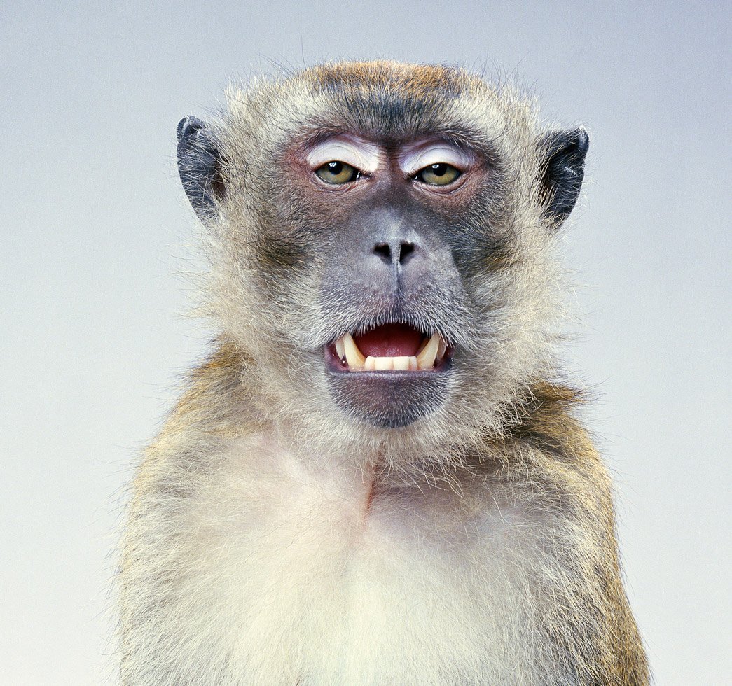 Обезьяна удивлена