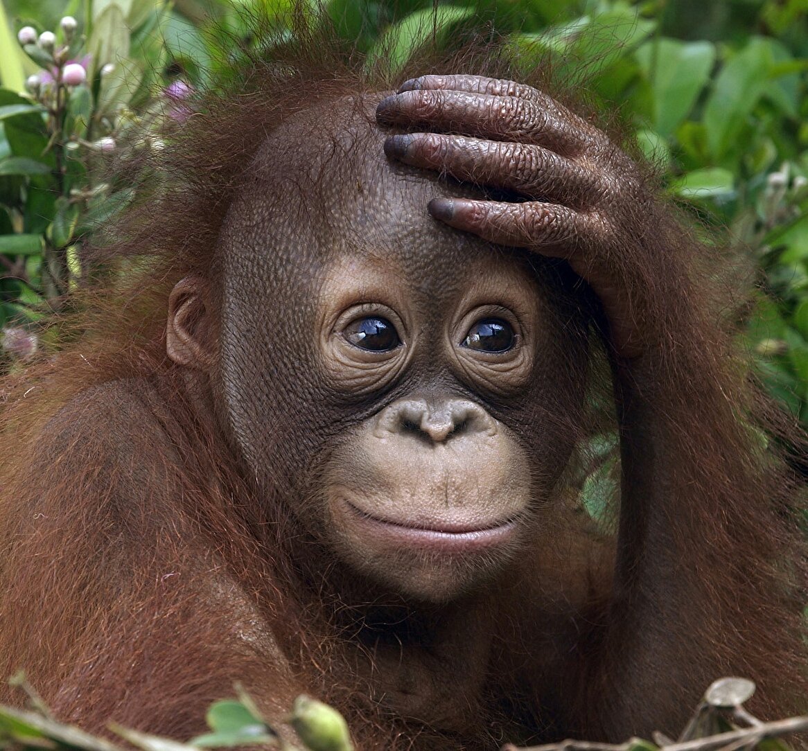 Смешные рожицы животных