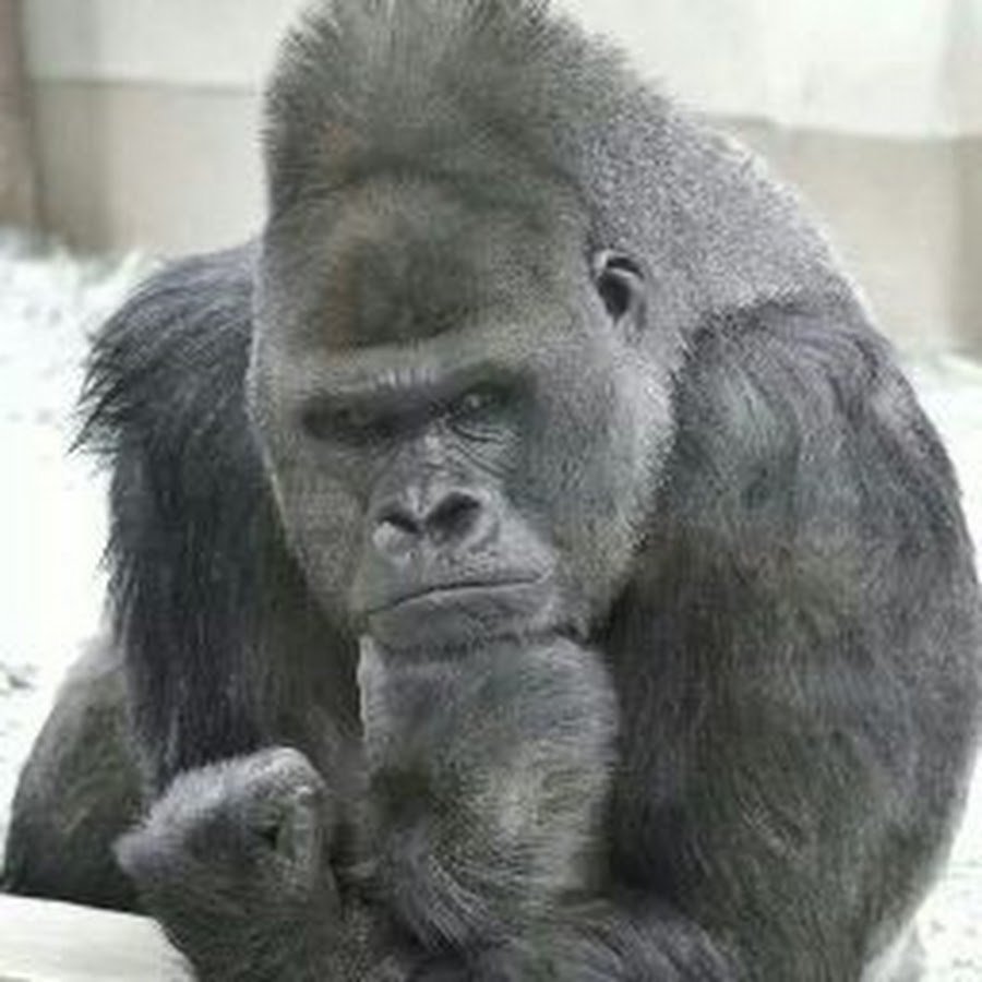 Горилла смешная
