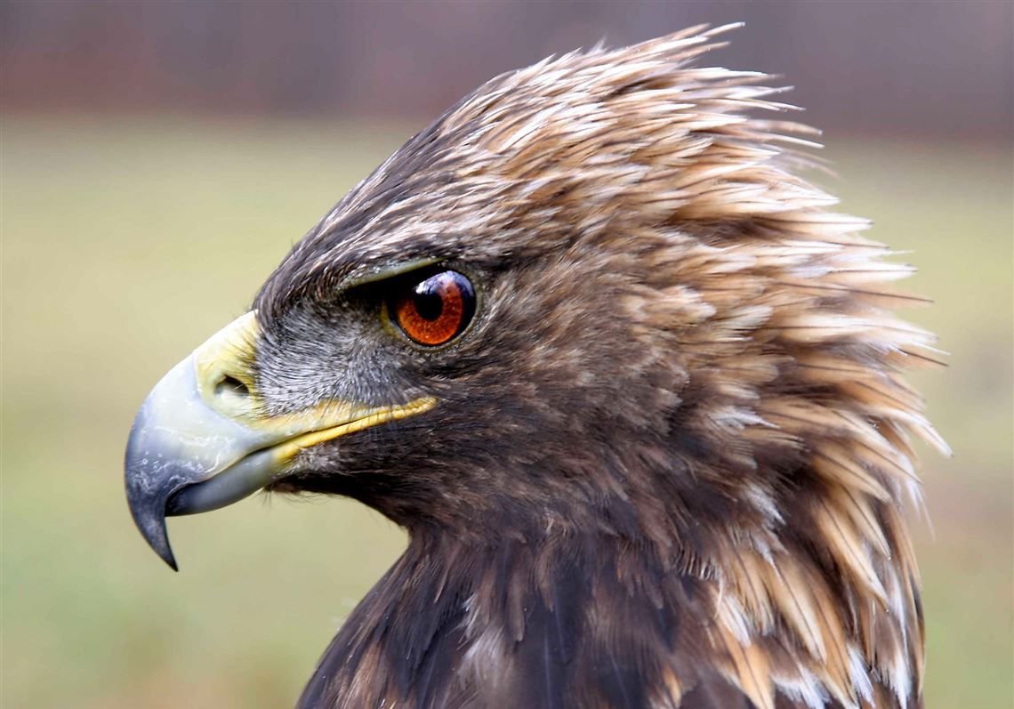 Беркут в профиль