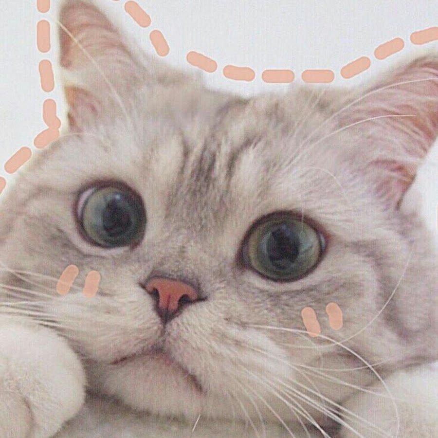Эстетика кошек
