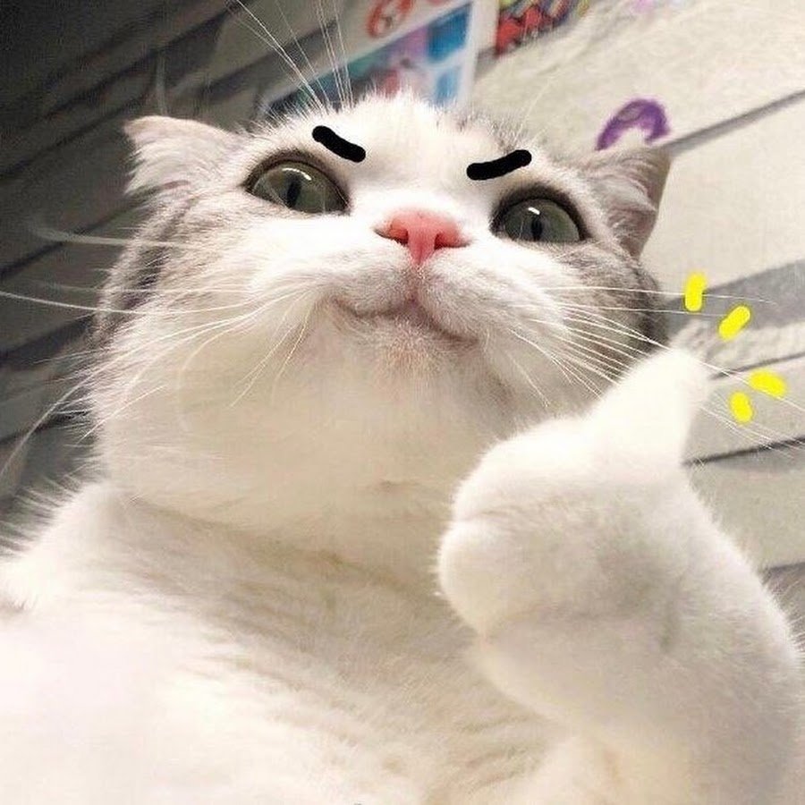 Кот Мем