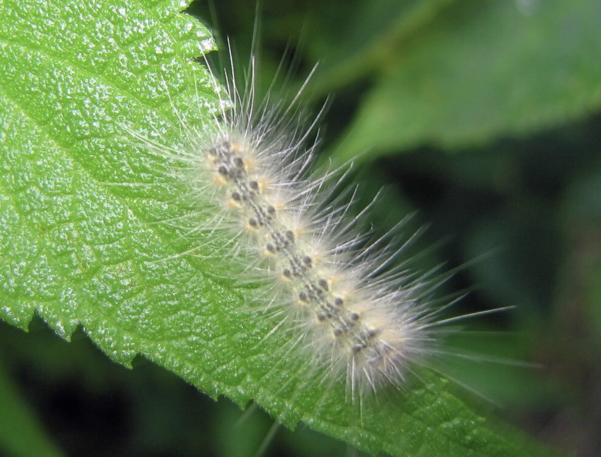 Hyphantria cunea гусеница
