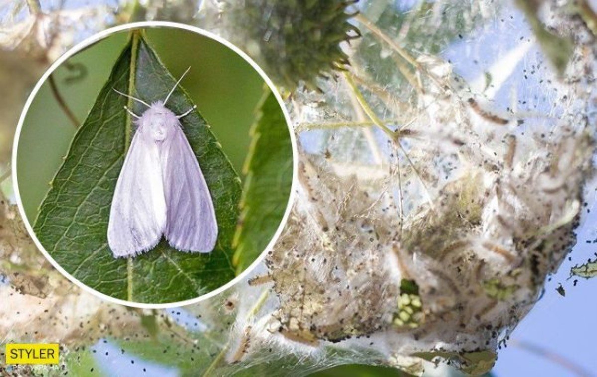 Американская бабочка вредитель