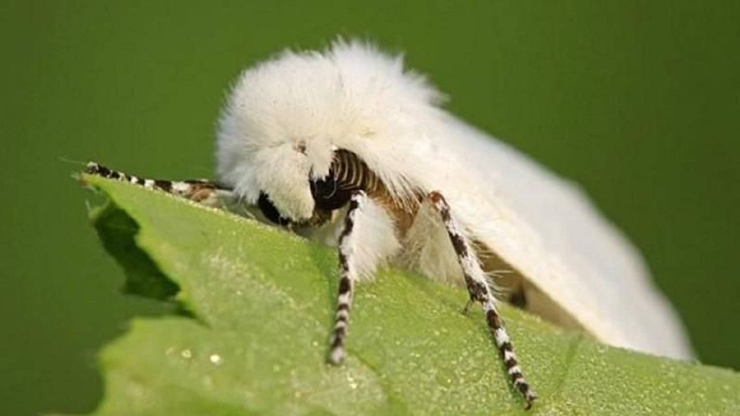Гусеница белой бабочки