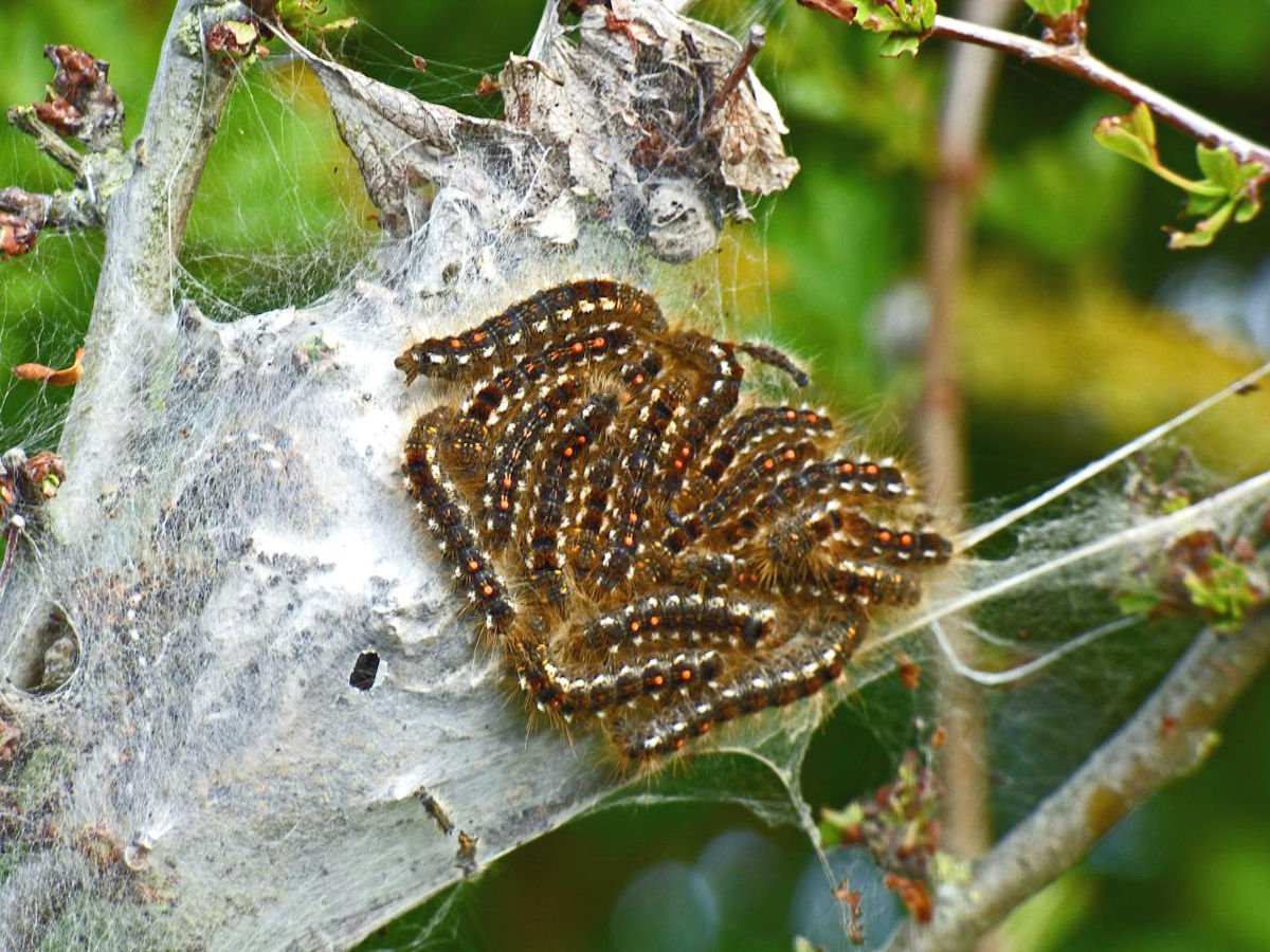 Белая маленькая бабочка вредитель